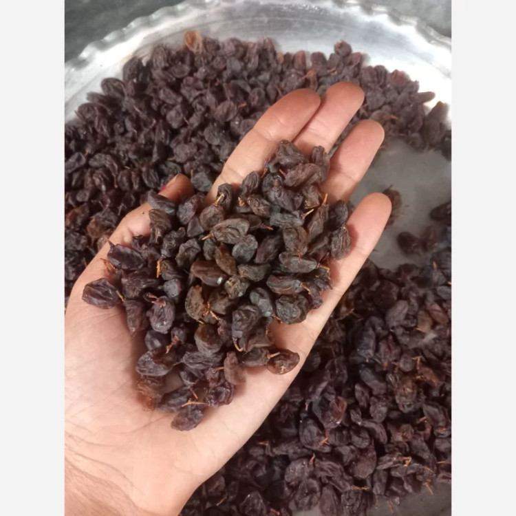 کشمش آفتابی ماندگار