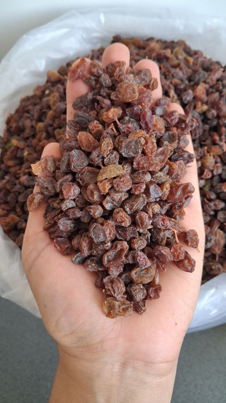 کشمش پلویی آفتاب خشک طبیعی و مرغوب، بدون روغن و مواد افزودنی