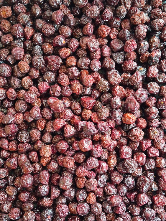 آلبالو مجاری ماندگار