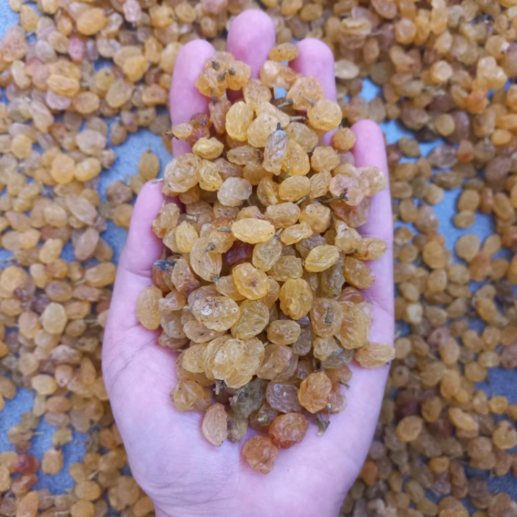 کشمش پلویی زرد