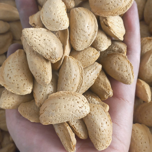 بادام درختی ایرانی مامایی