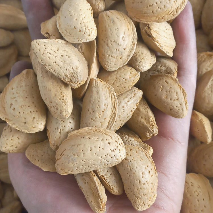 بادام درختی ایرانی مامایی