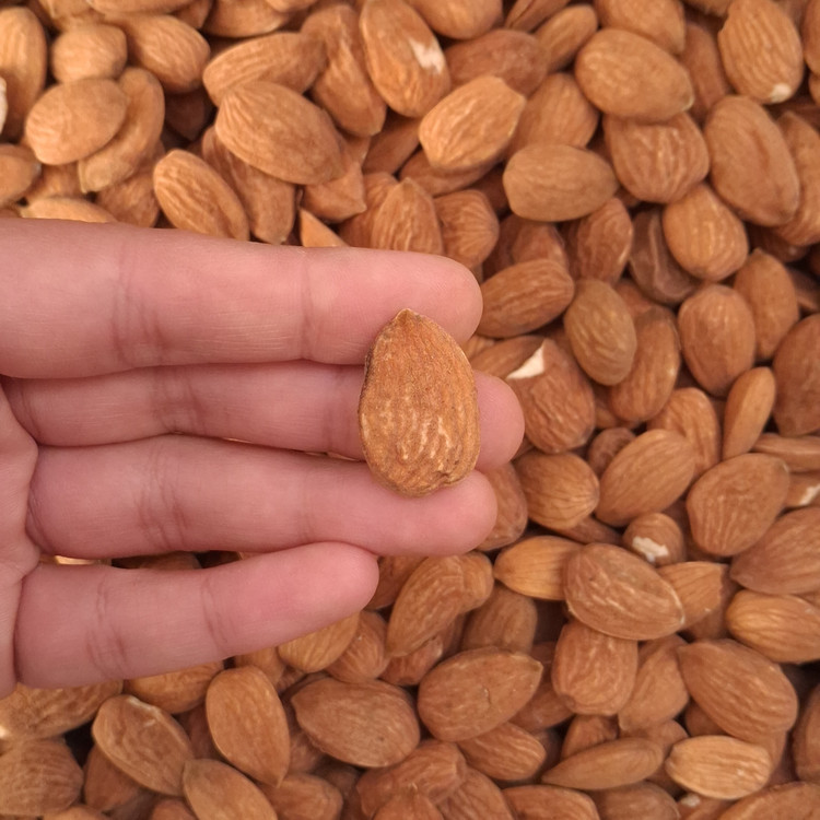 مغز بادام شاهرودی