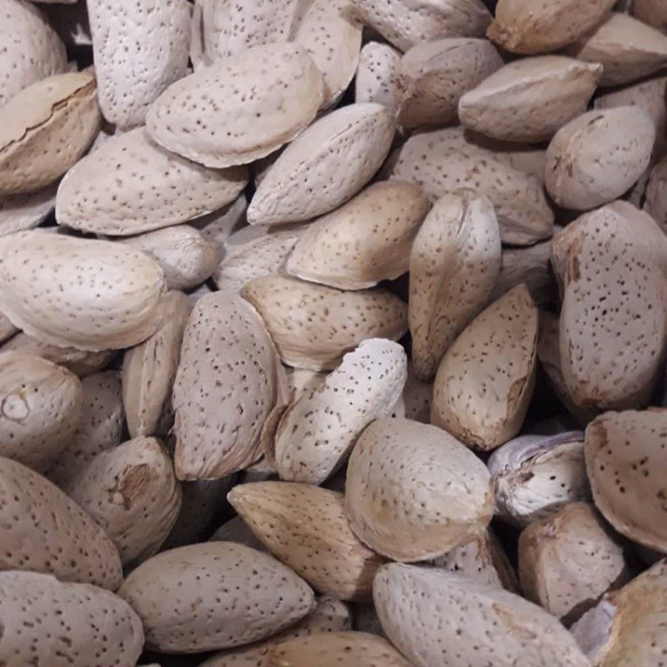 بادام سنگی تازه، مقوی و پرانرژی