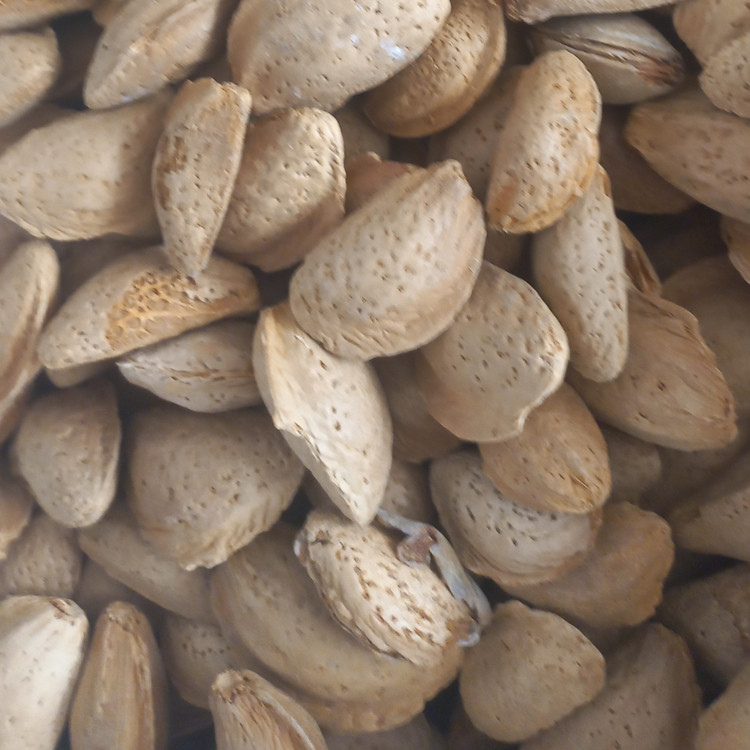 بادام درختی ایرانی مامایی