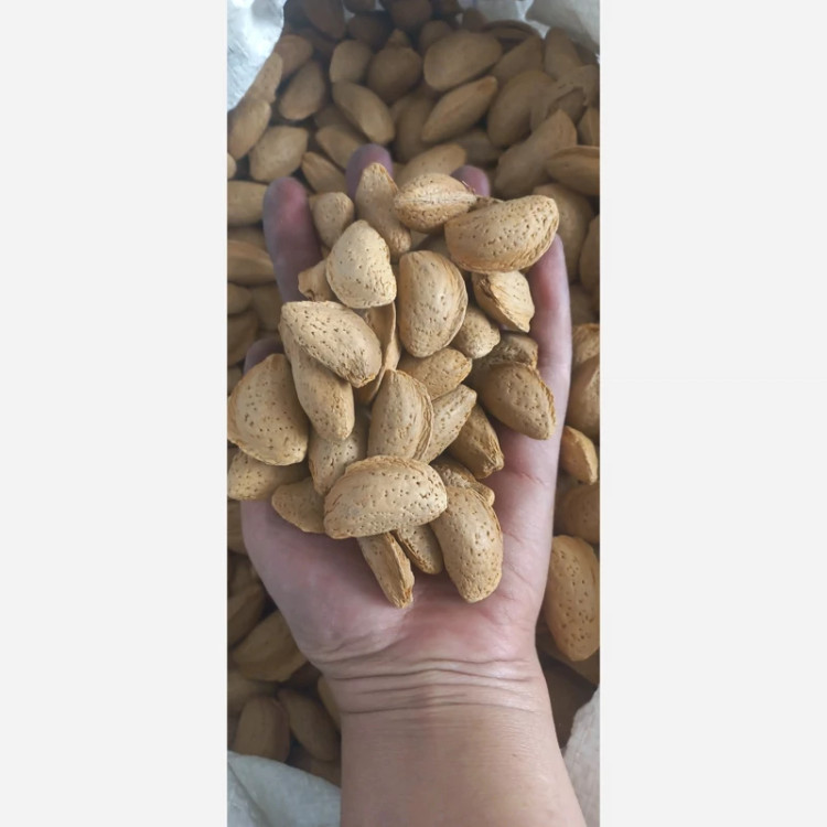 بادام درختی ایرانی مامایی