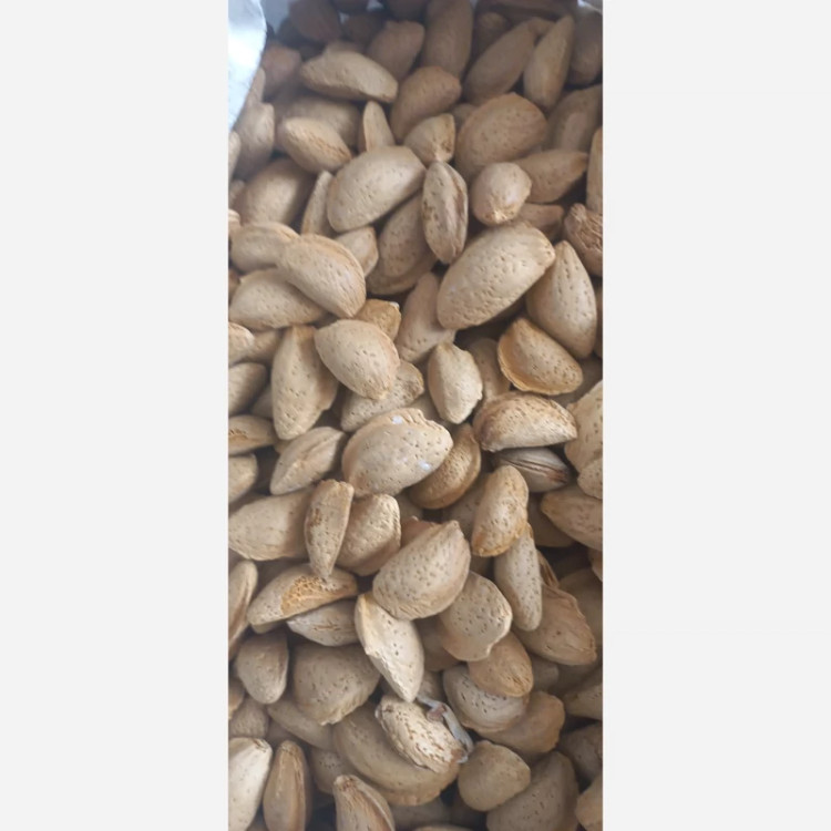 بادام درختی ایرانی مامایی