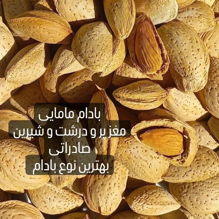 بادام درختی ایرانی مامایی