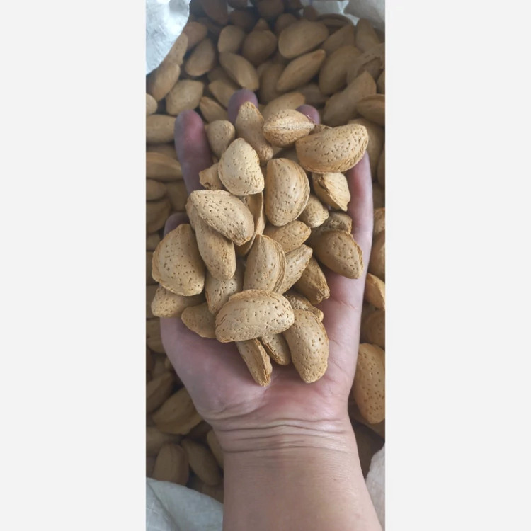 بادام درختی ایرانی مامایی