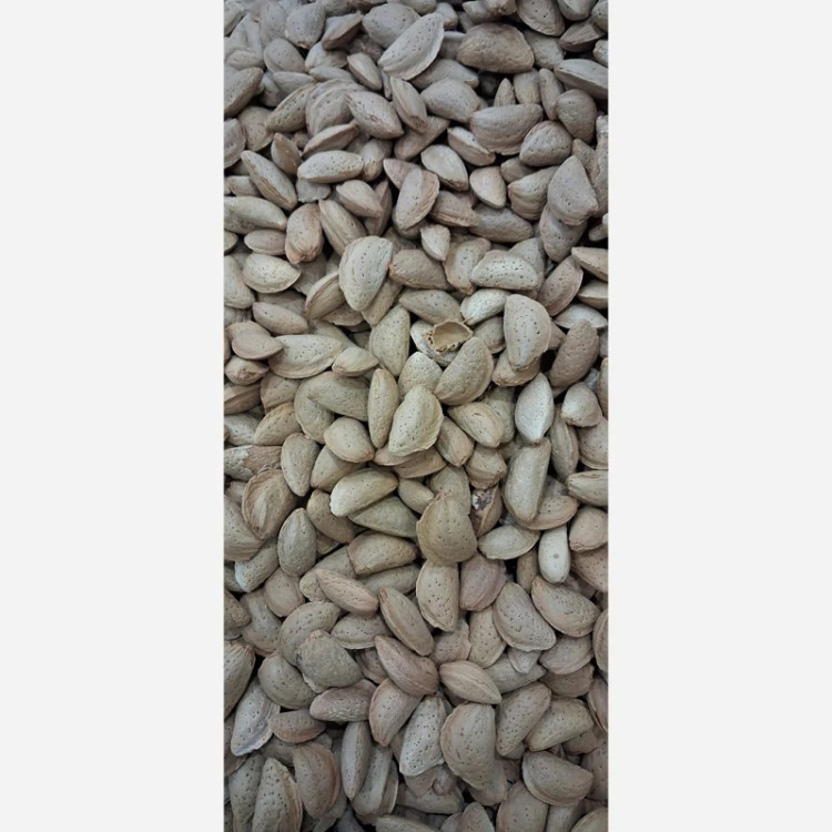 بادام درختی ایرانی مامایی