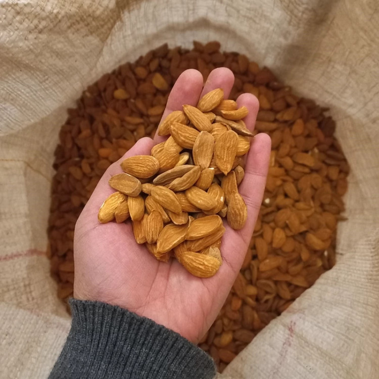 مغز بادام مامایی متوسط