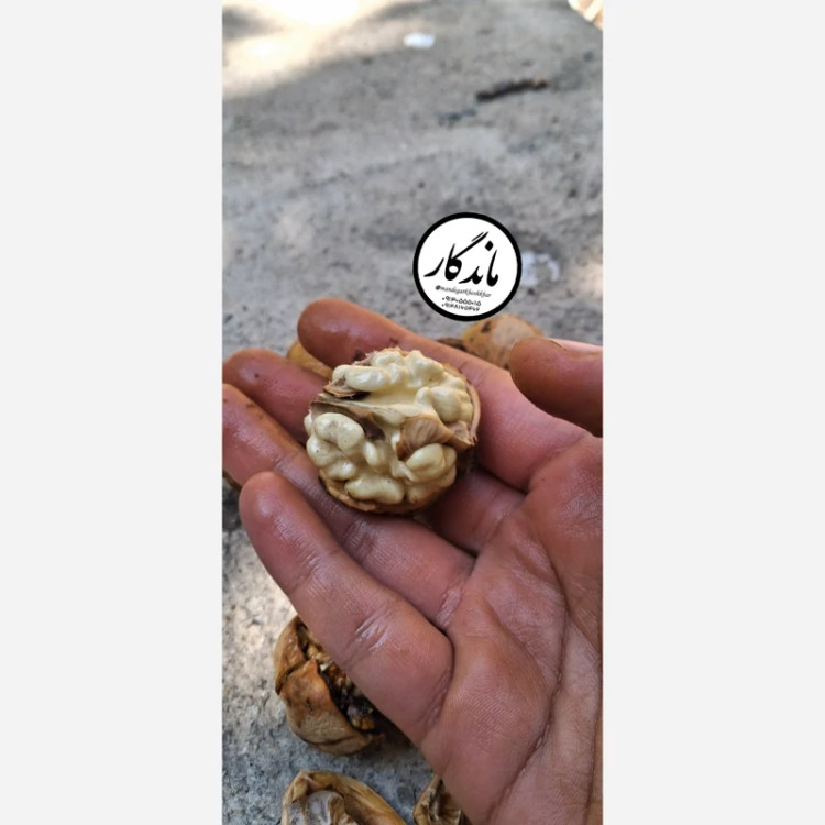 گردو سفید سامان