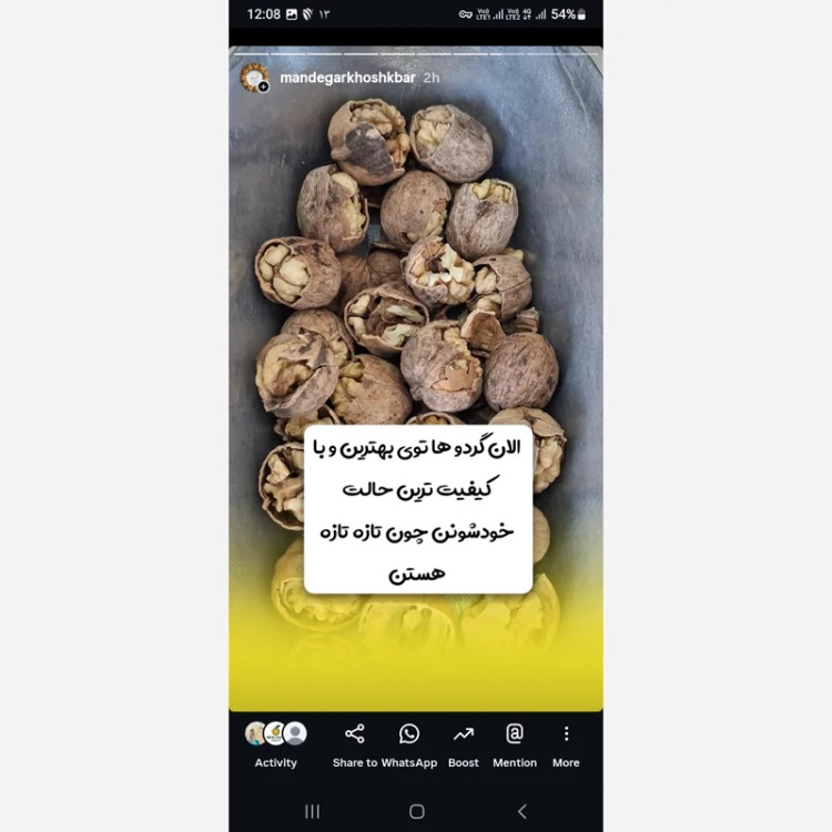 گردو سفید سامان