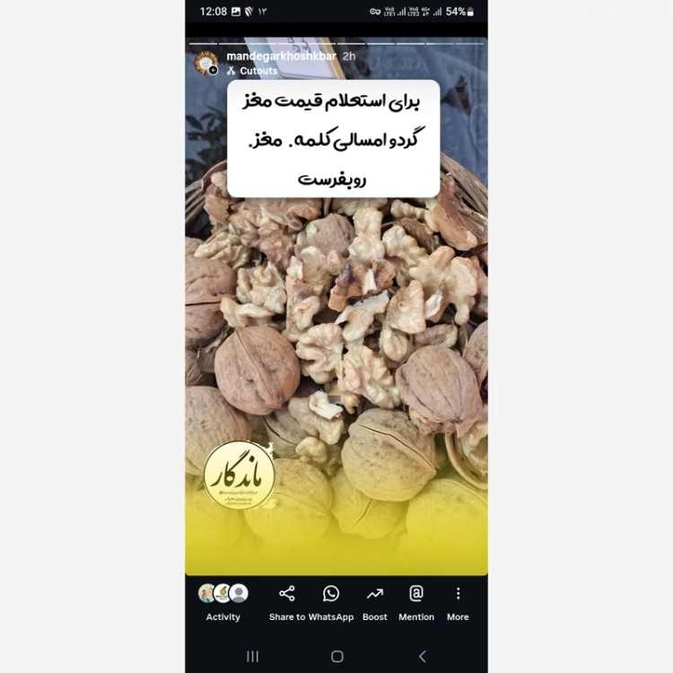 گردو سفید سامان