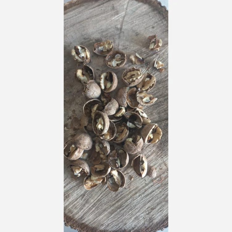 گردو سفید سامان