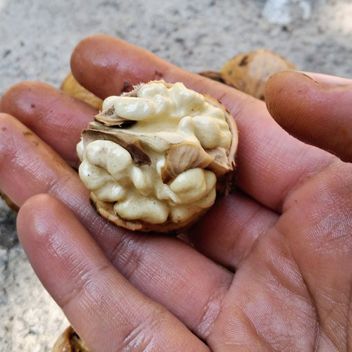 گردو سفید سامان